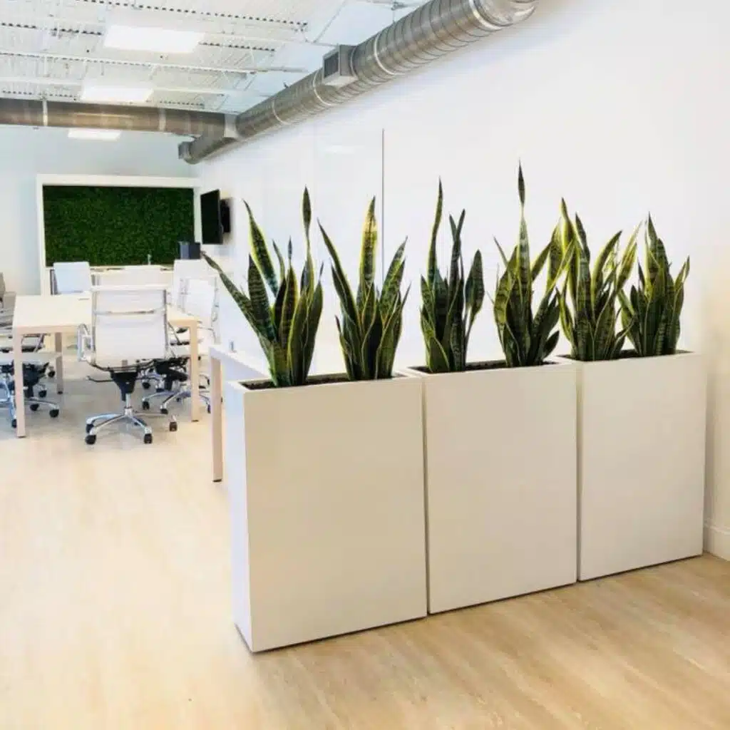 Snake plant and pothos displayed in matching decorative planters