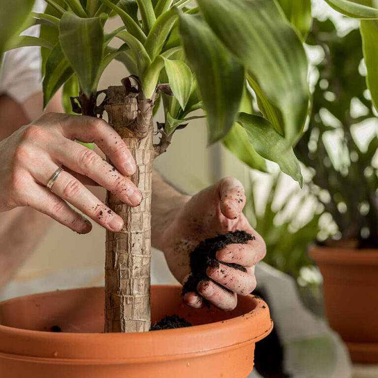 Close-up of leaf cleaning and pruning service