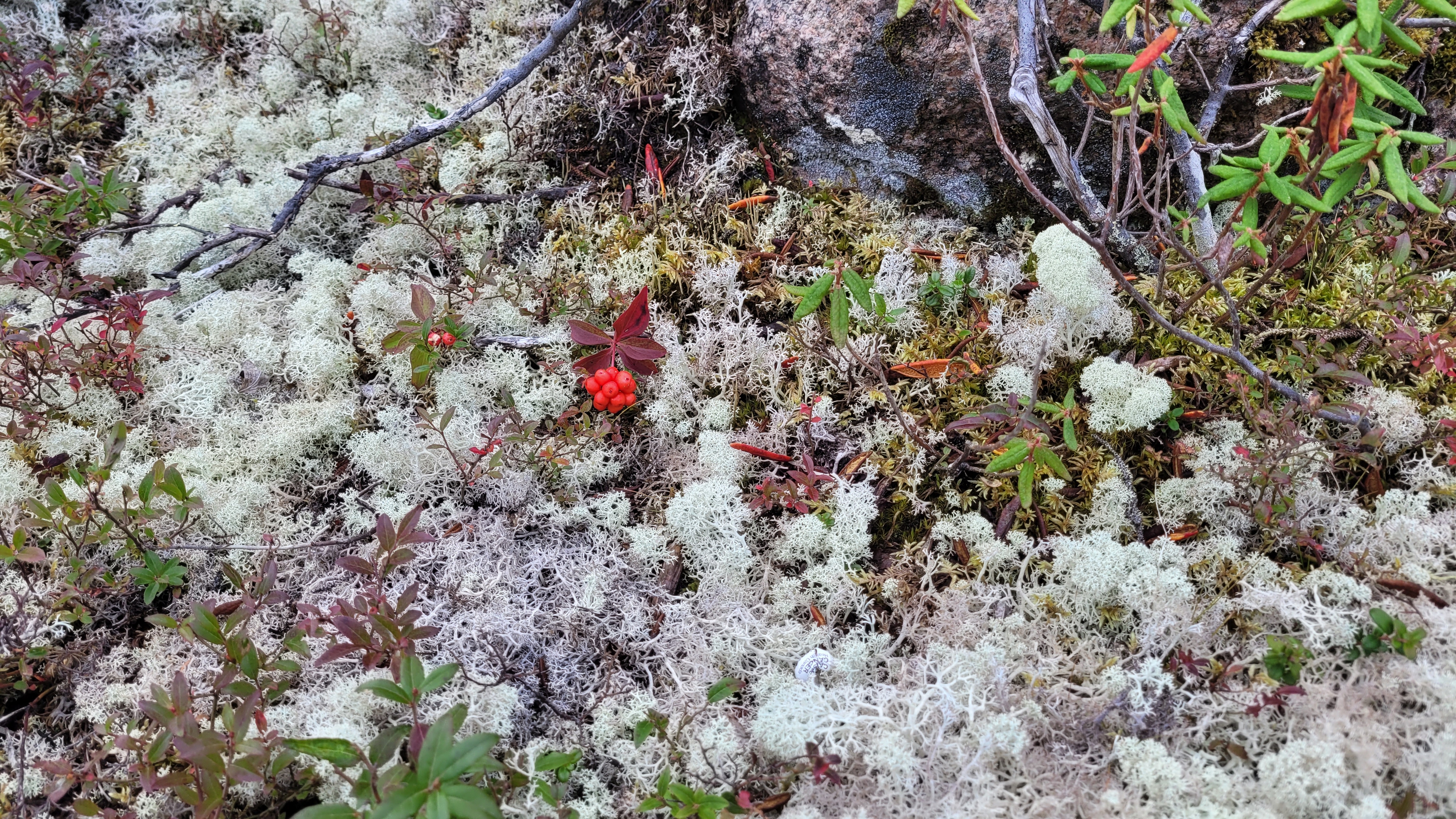 reindeer lichen