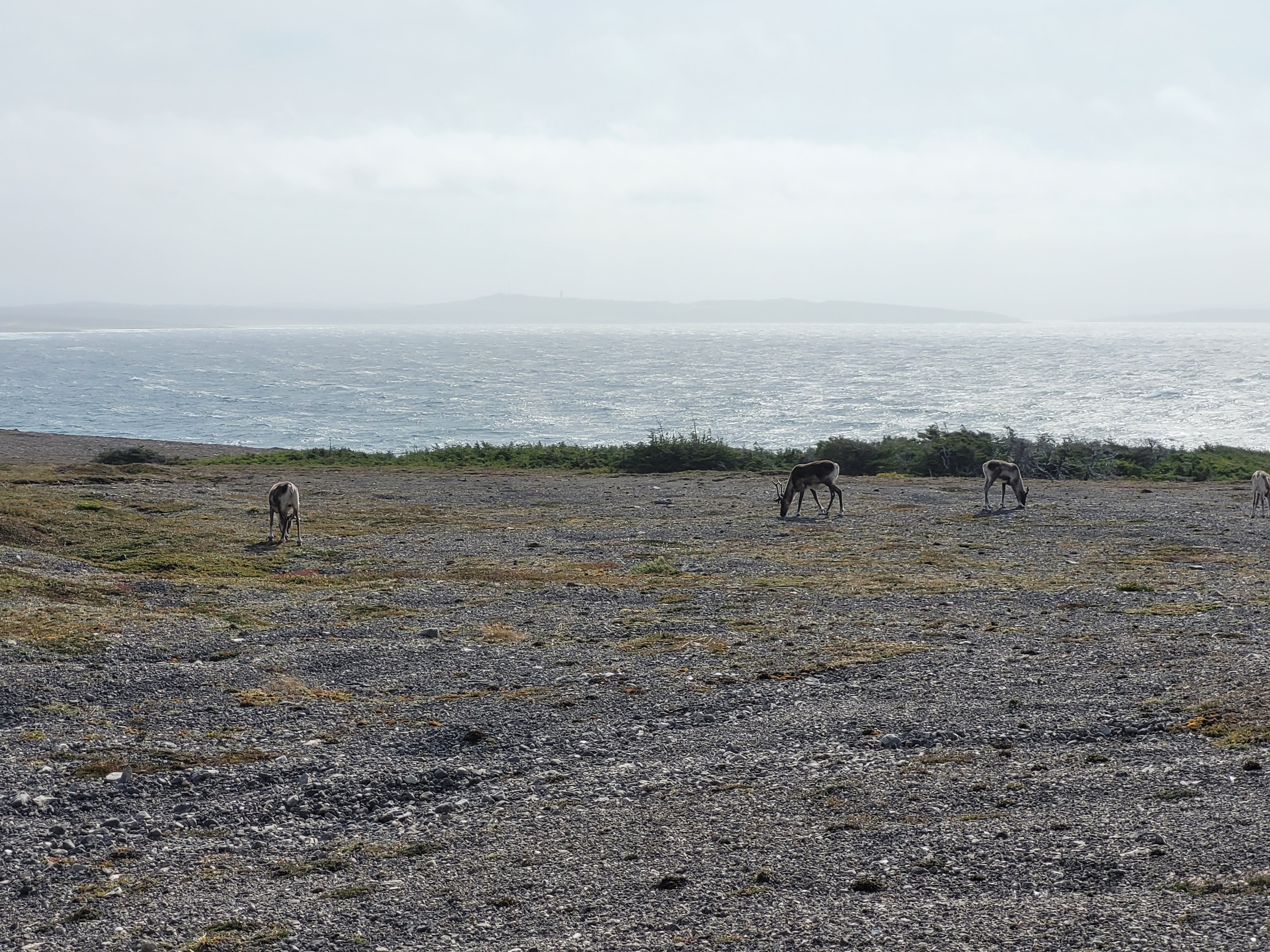 caribou