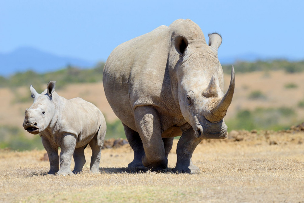 Nashorn Nashorn