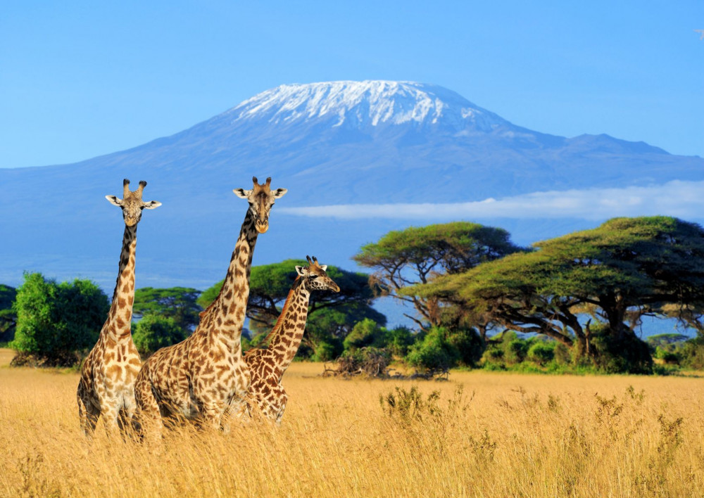 Giraffen Giraffen