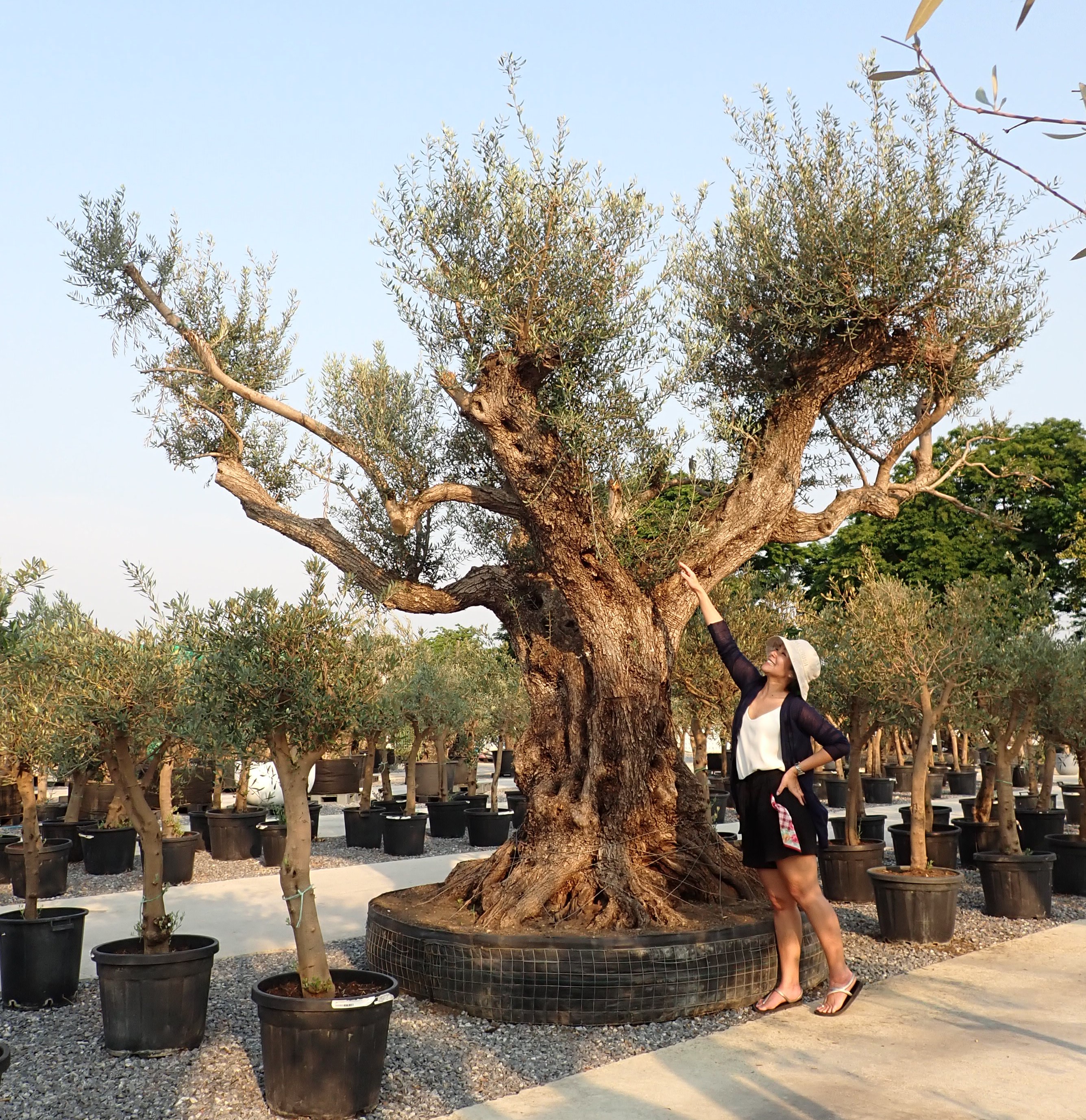 how to measure an olive tree