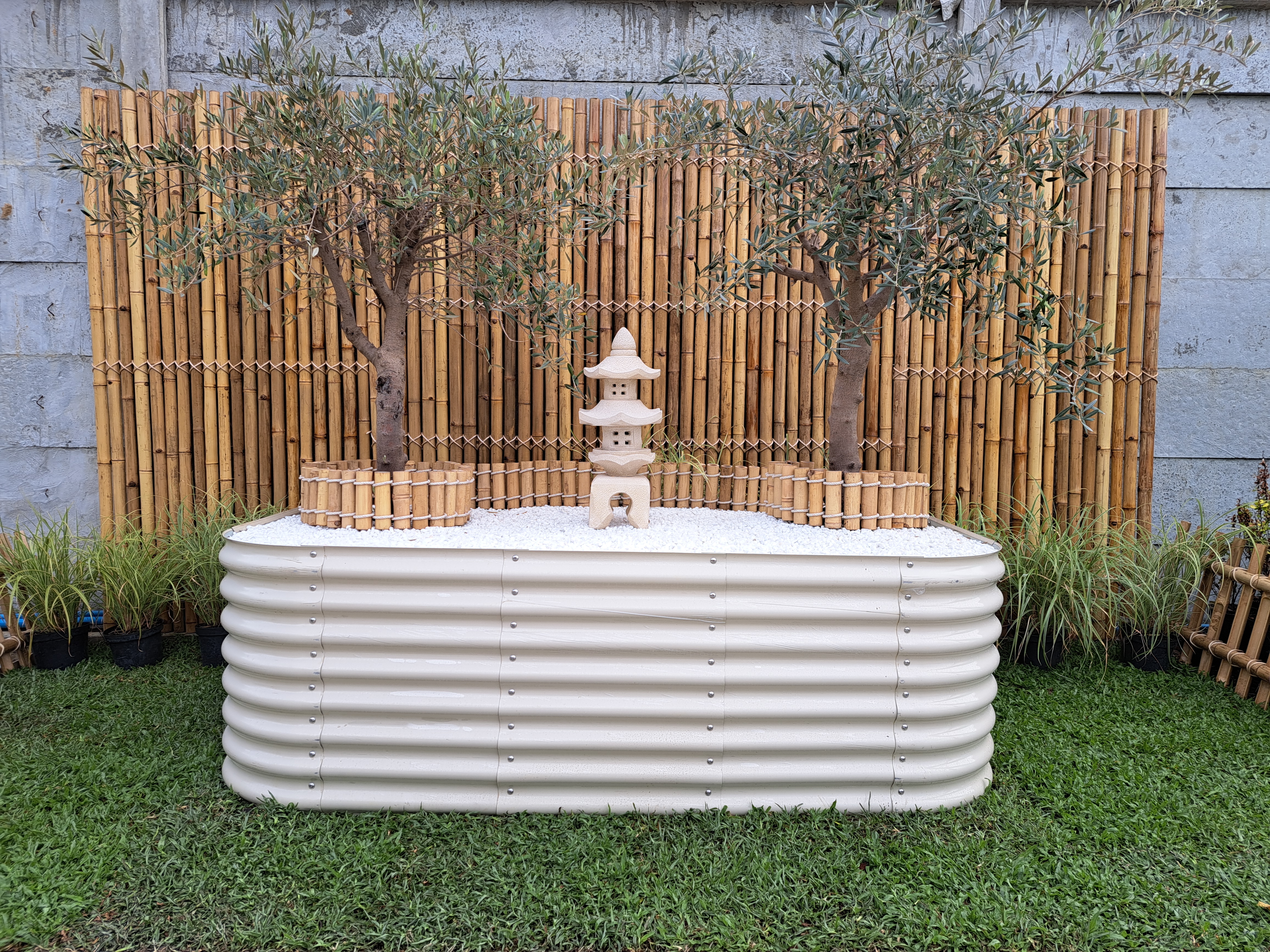 Piel Joven Hojiblanca Olive Tree Landscape Design