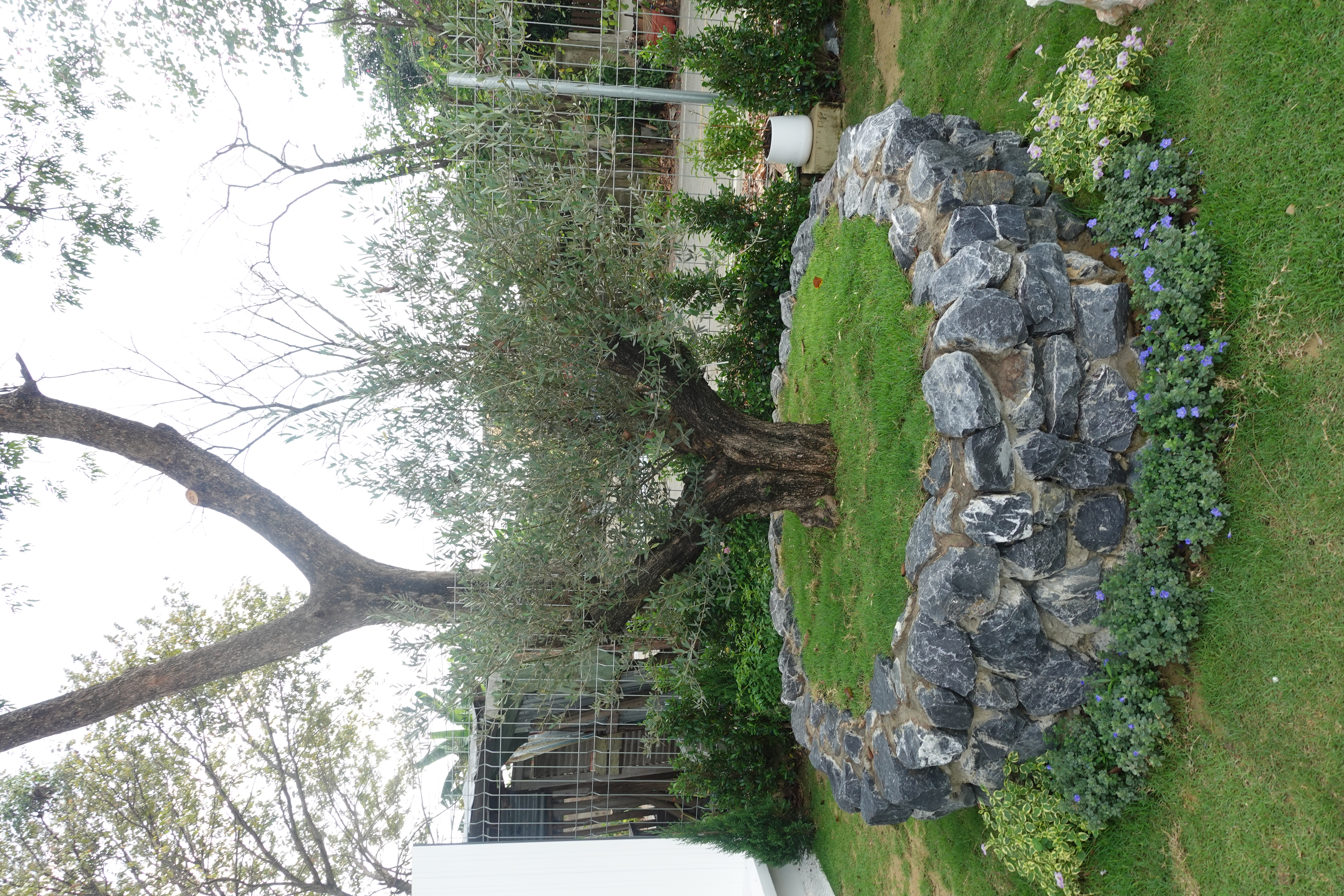 Hausca Olive Tree