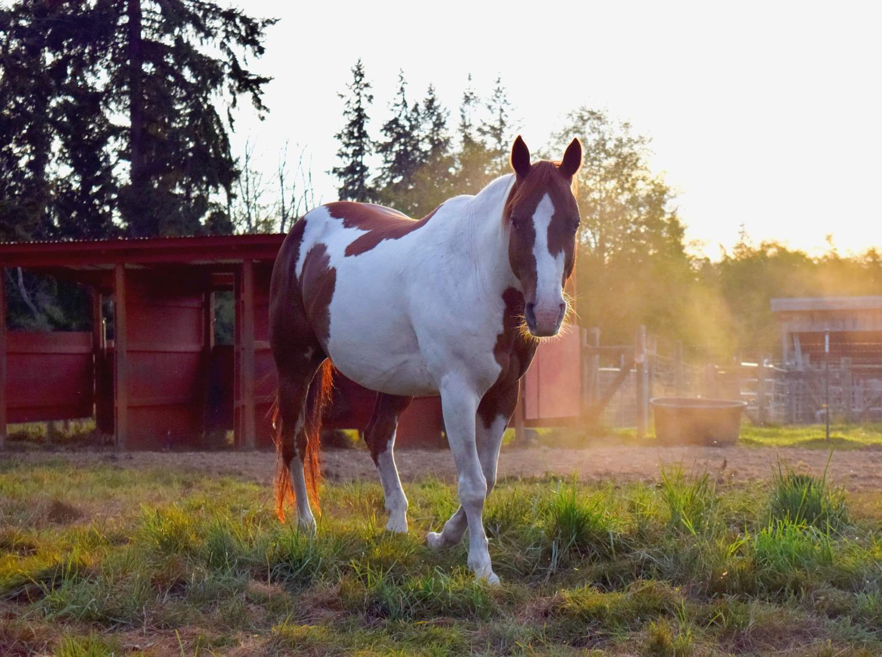 paint horse