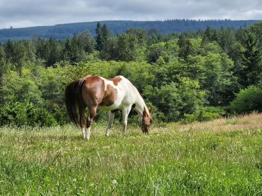 paint horse in field
