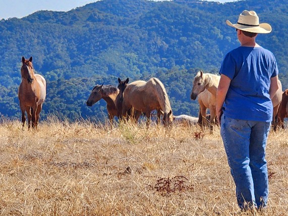 woman standing with wild mustangs
