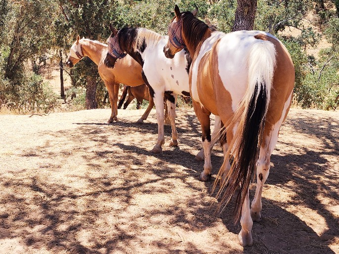 three horses standing in the shade