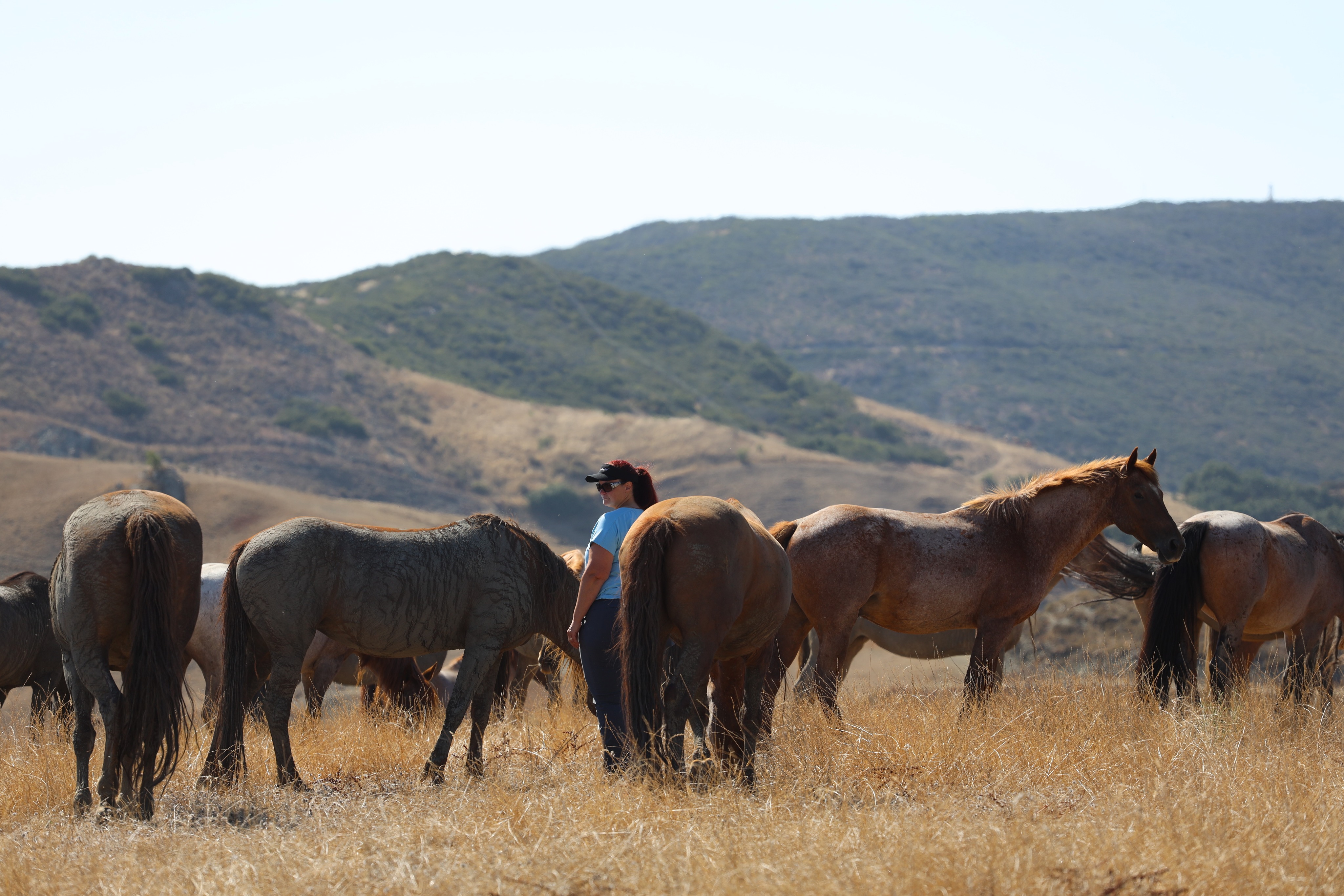 woman standing in herd of mustangs