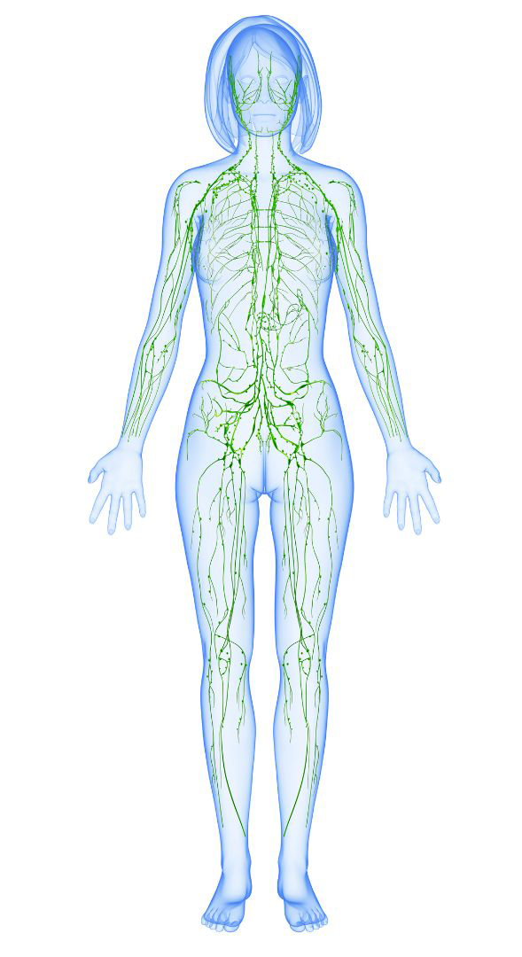 lymphatic flow