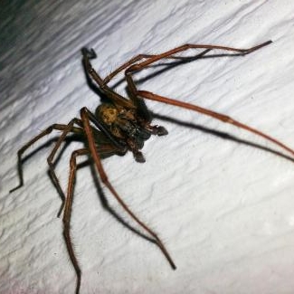 Hobo Spider