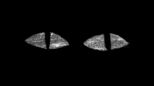cat eyes2