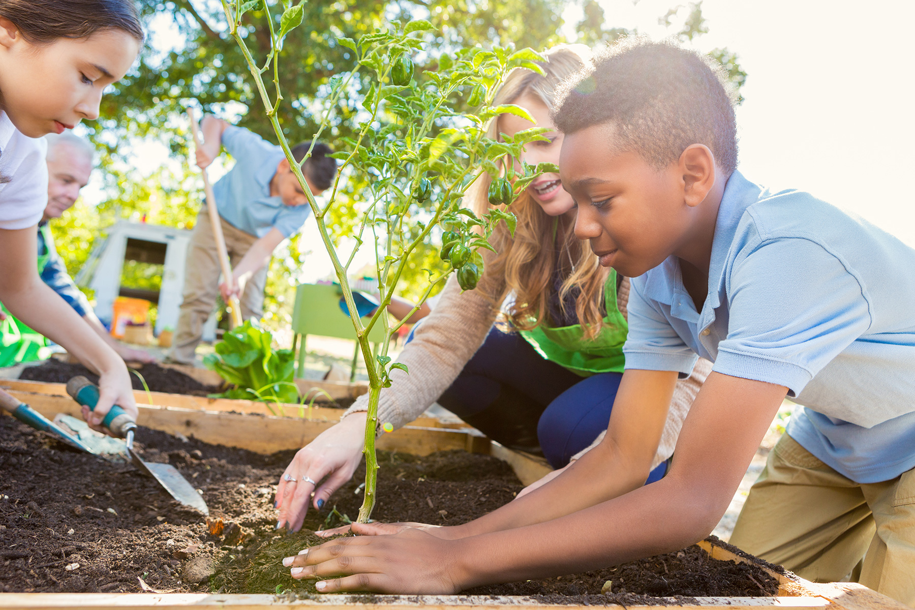 Volunteering in tree planting activities