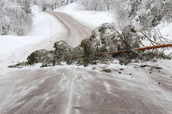 tree fallen and blocking the road on a wintry day