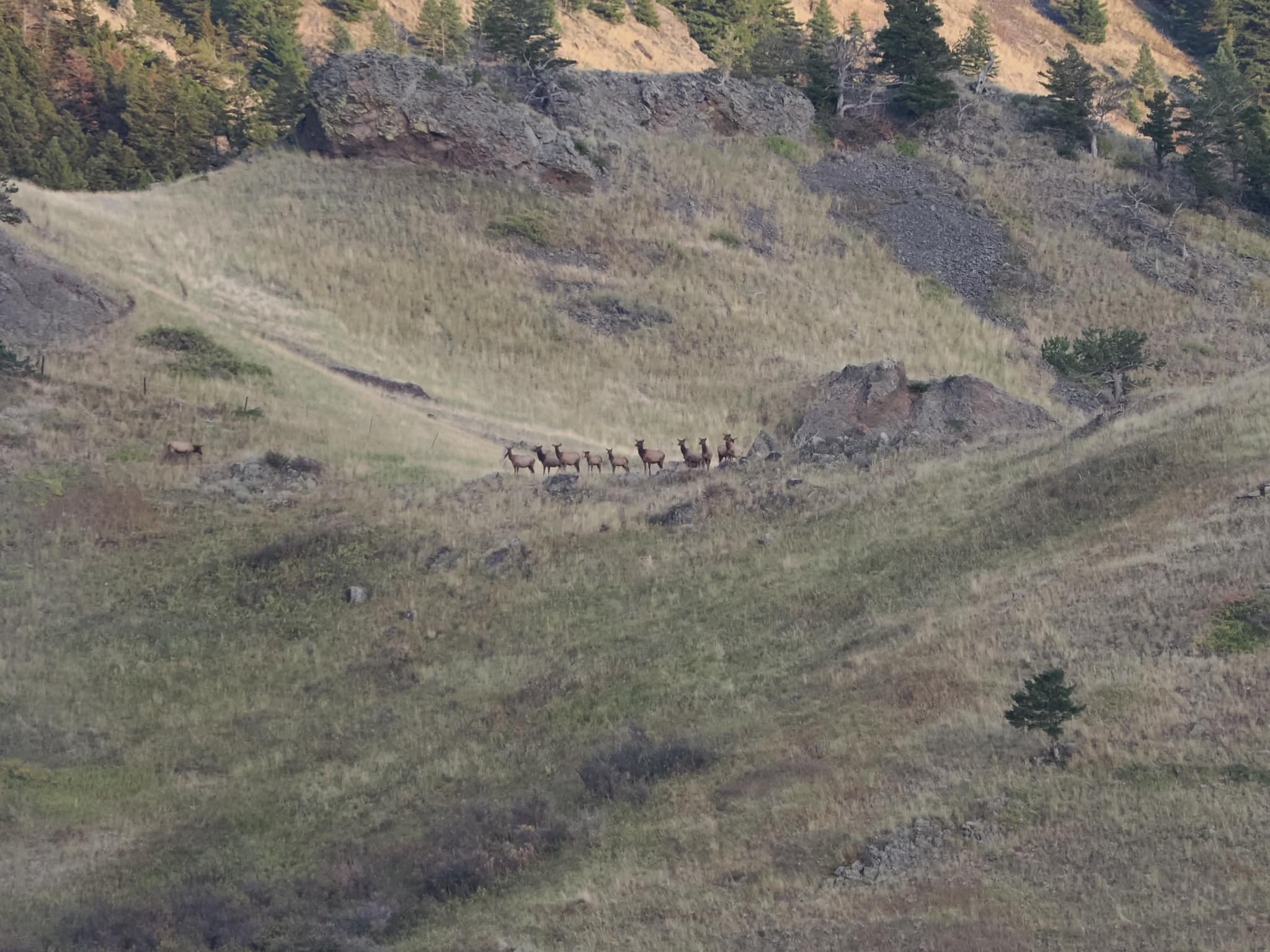 Cow Elk