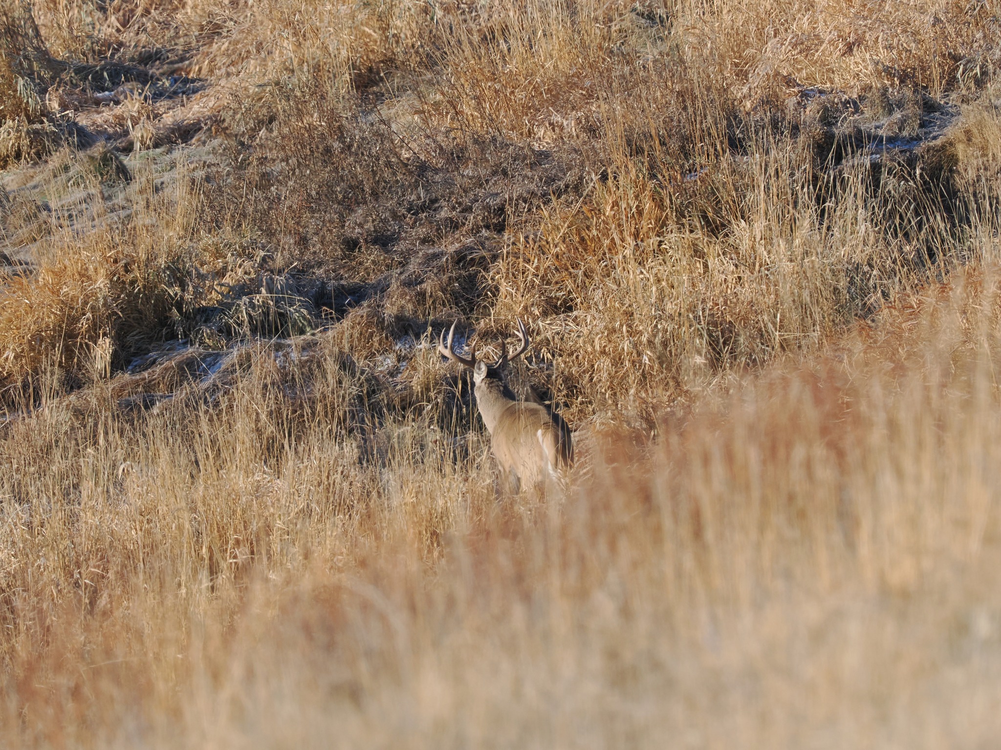 White Tail Buck