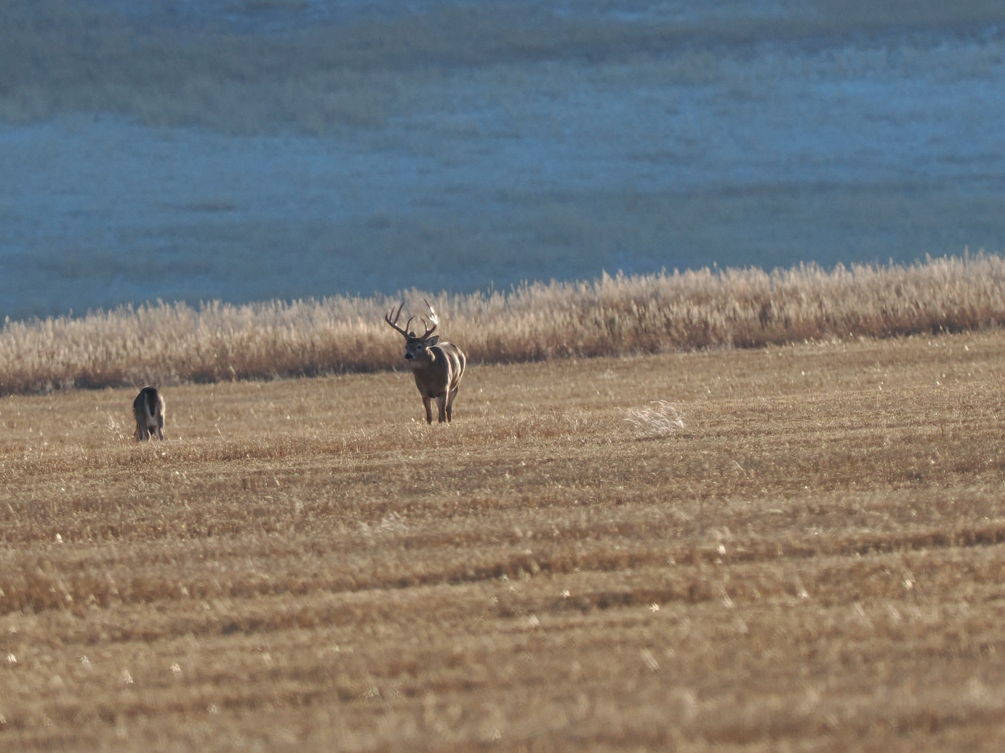 White Tail Buck