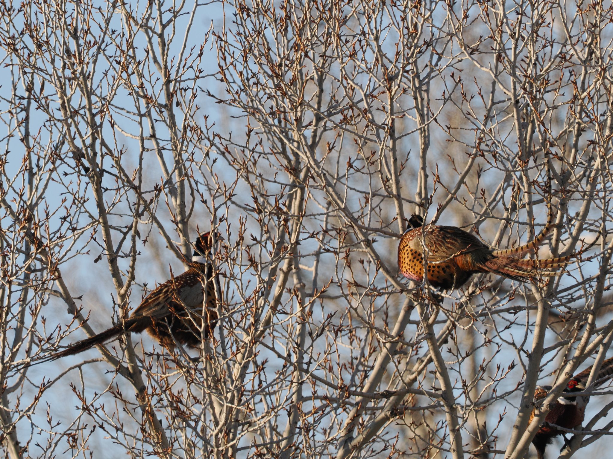 Pheasants in a tree