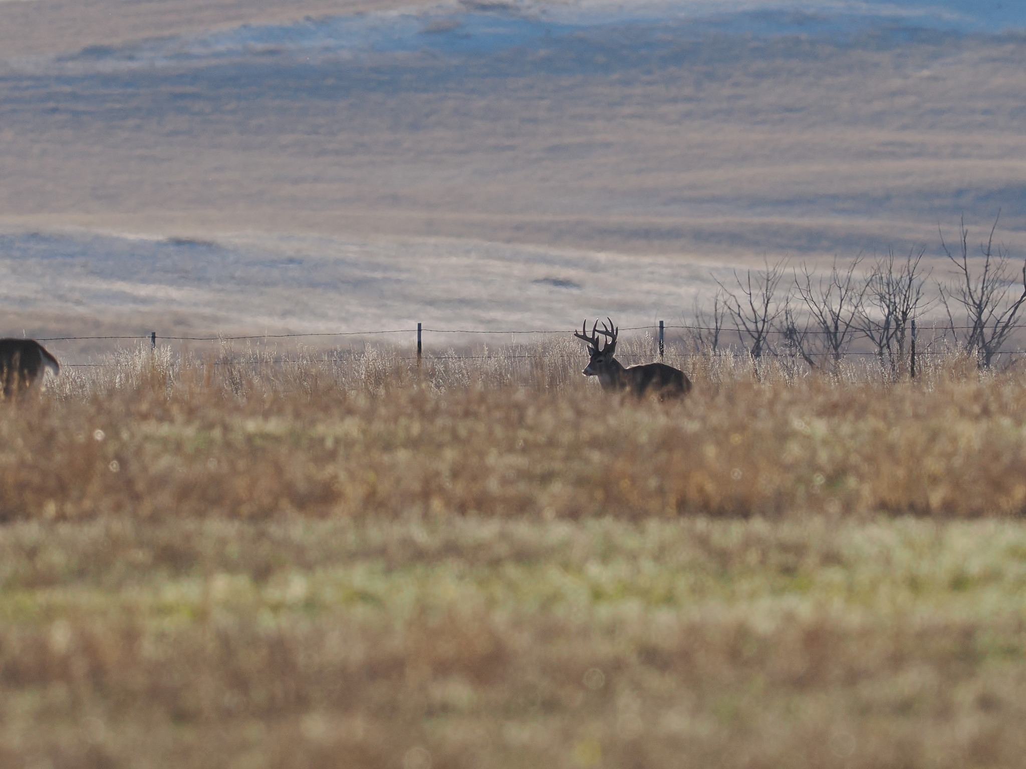 White Tail Buck