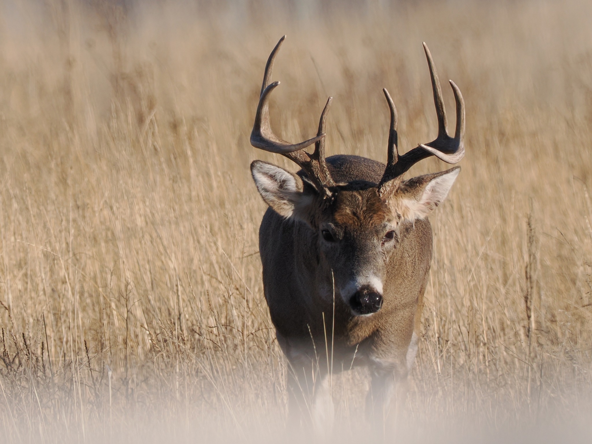 White Tail
