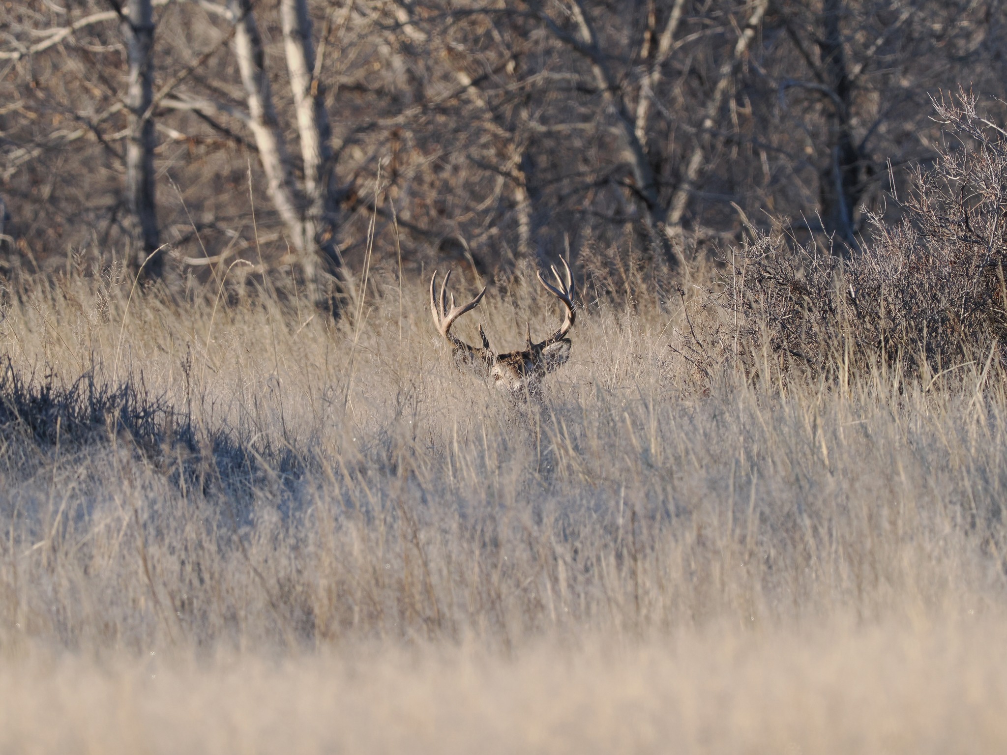 White Tail Buck