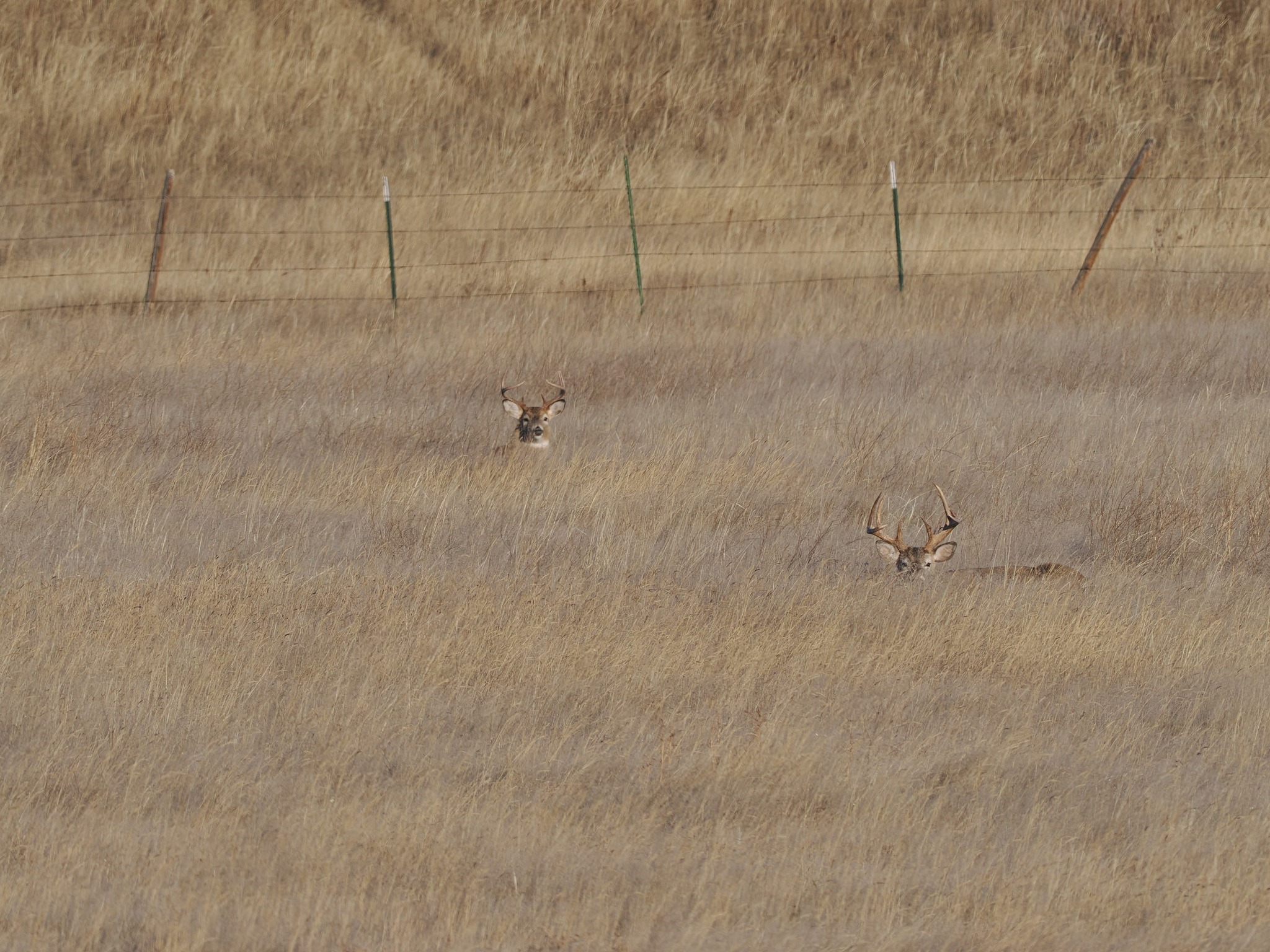 White Tail Buck