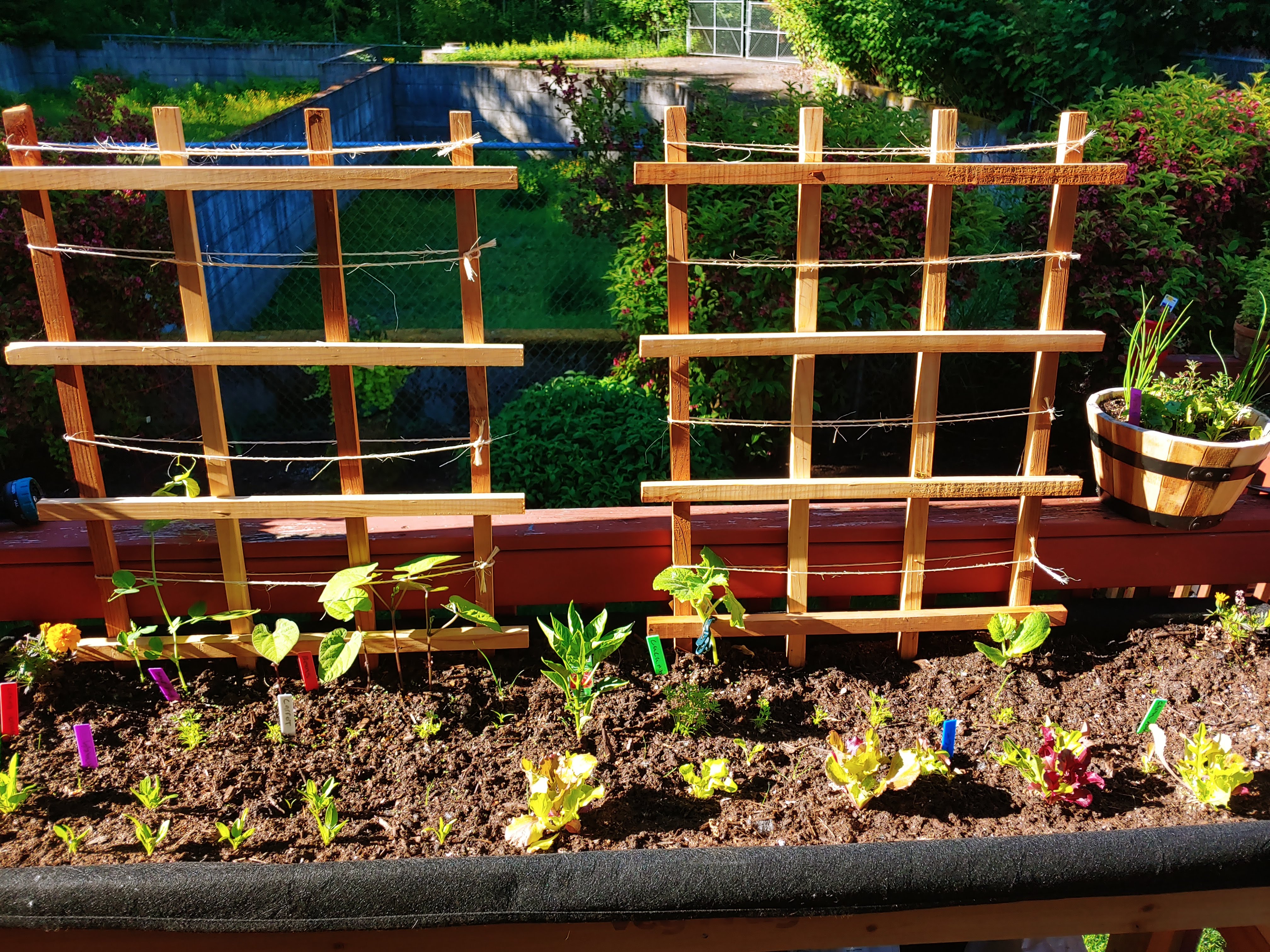 Image of my first garden Image of my first garden