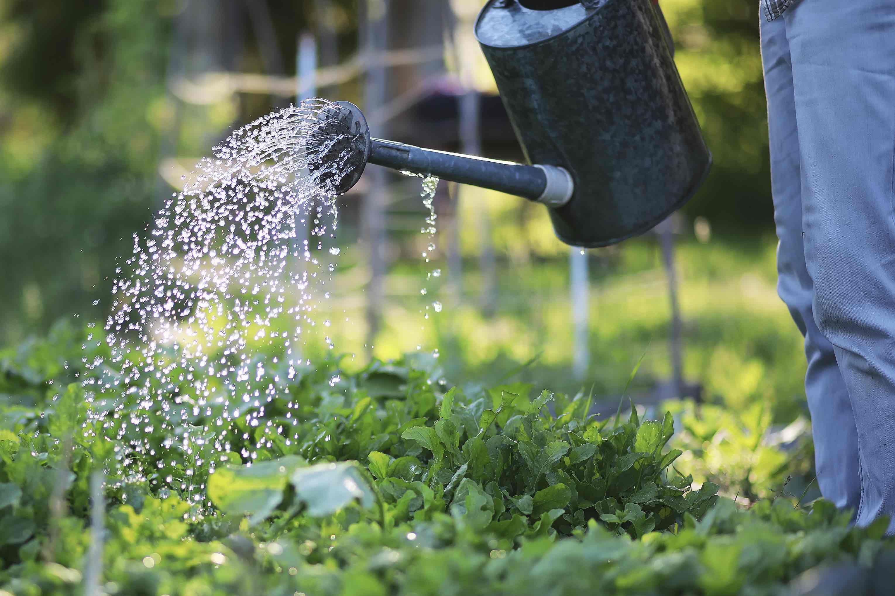 Man watering a garden Man watering a garden