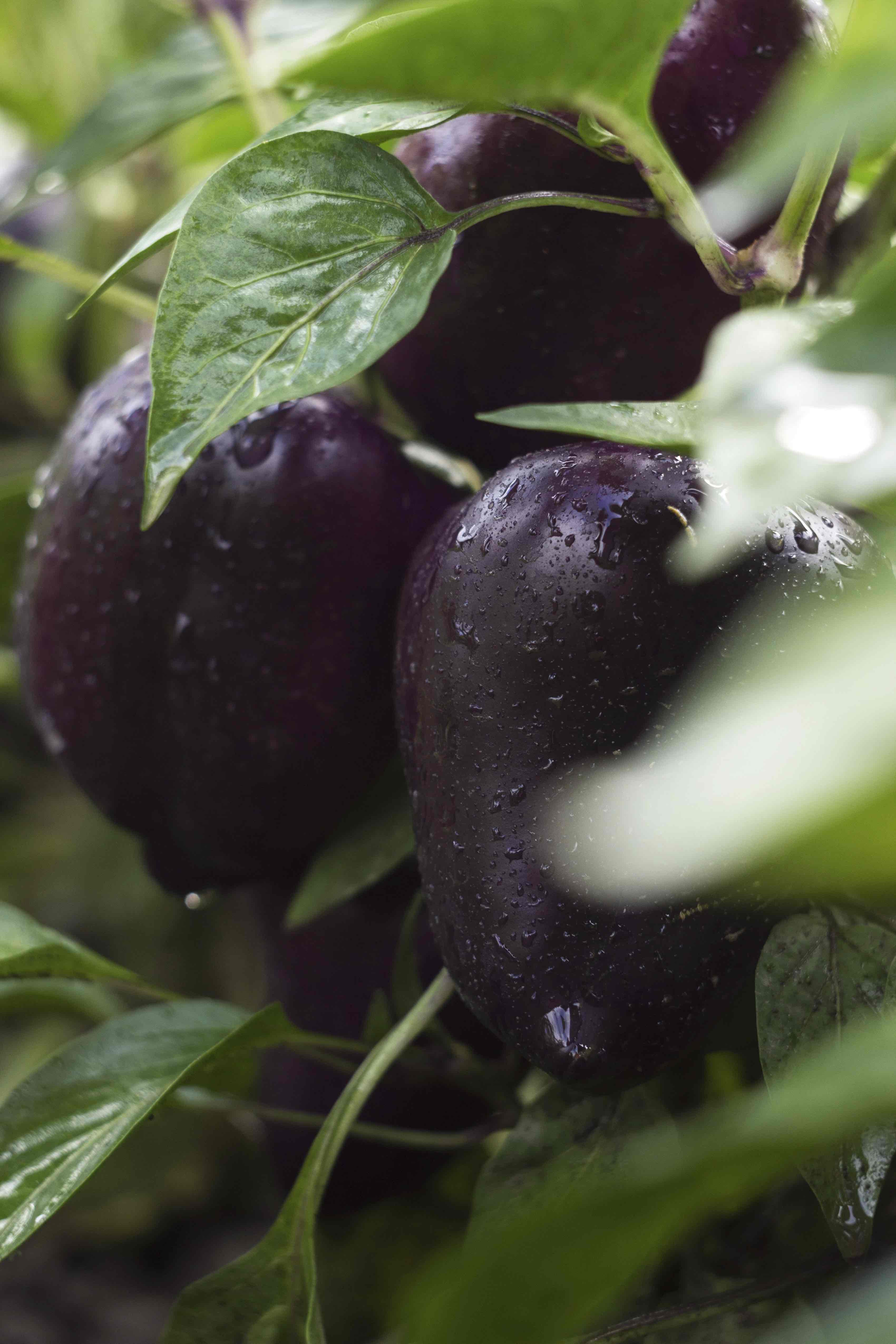 Image of a wet pepper plant Image of a wet pepper plant