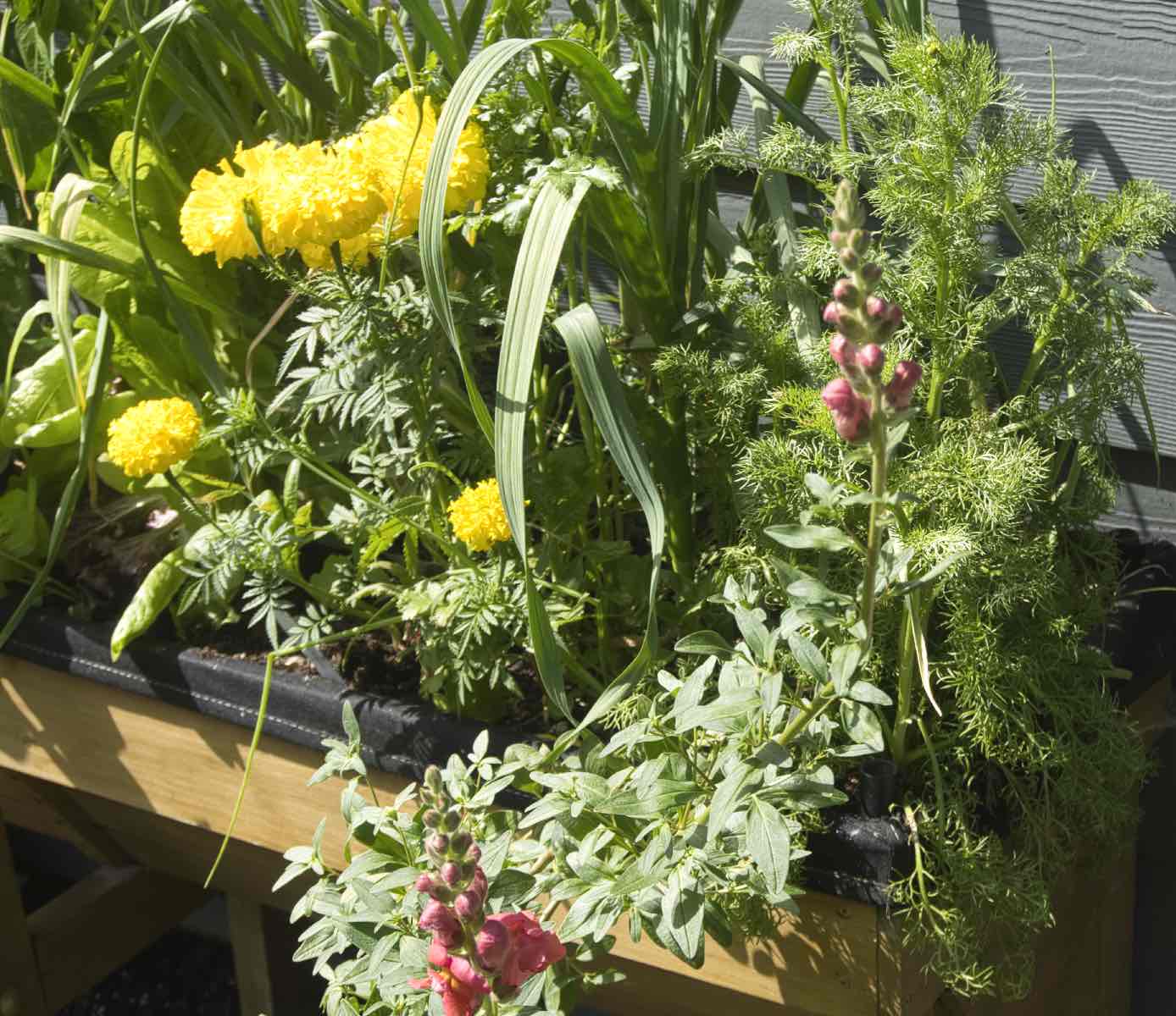 Example of a defensive garden boarder with marigolds, cilantro, chamomile. and snap dragons. Example of a defensive garden boarder with marigolds, cilantro, chamomile. and snap dragons.