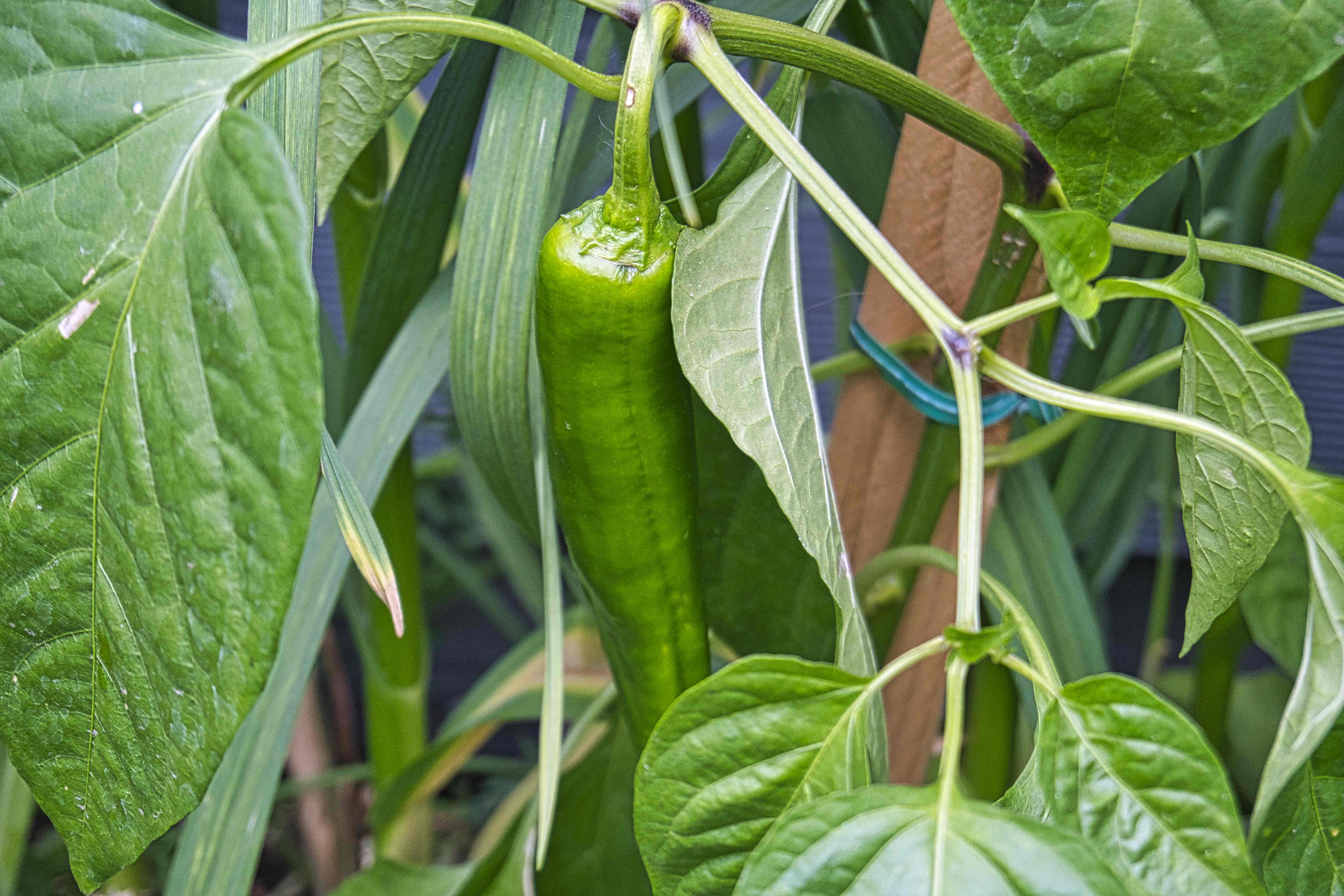 Image of a anaheim pepper plant with a pepper Image of a anaheim pepper plant with a pepper