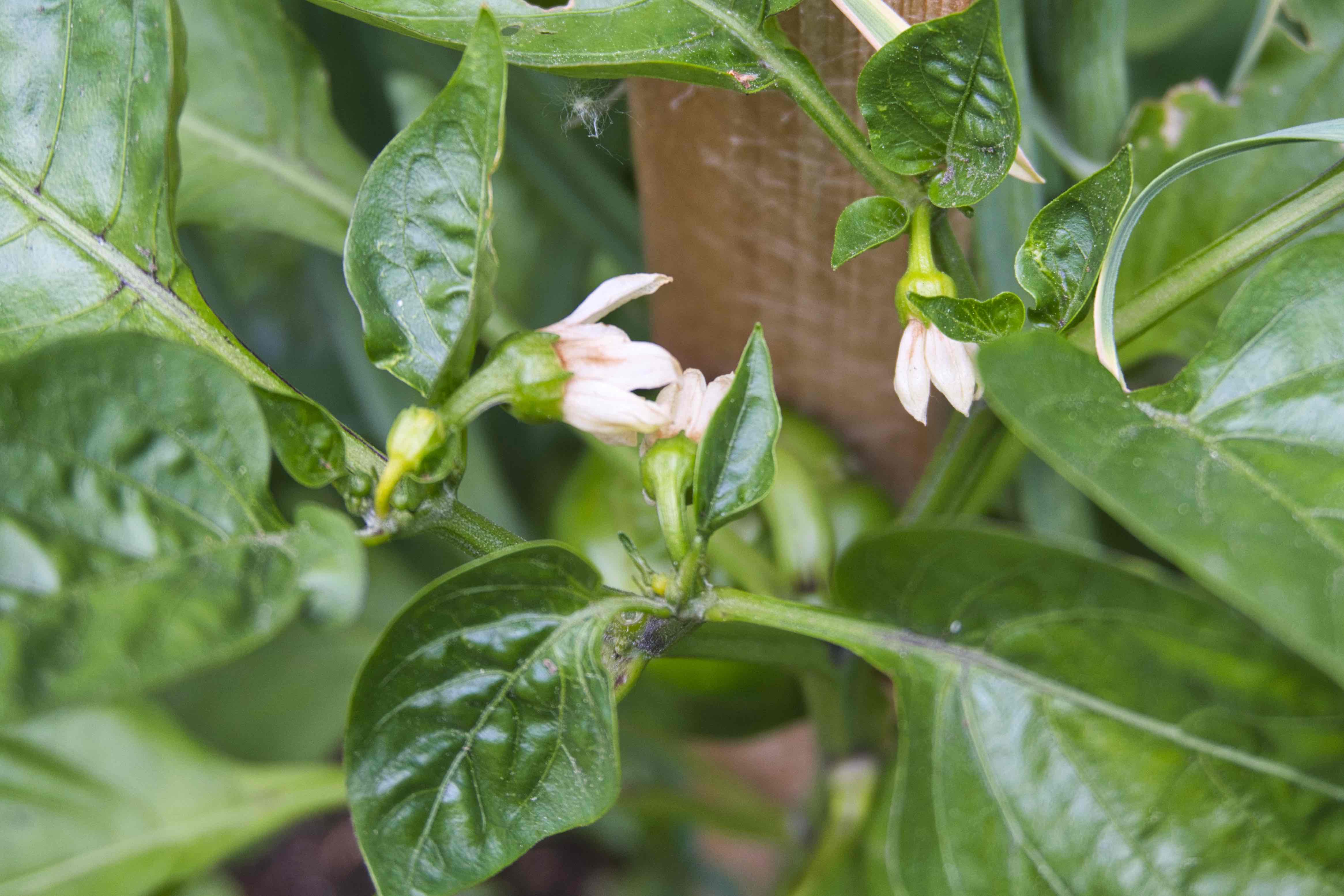 Image of flowers on a bell pepper plant Image of flowers on a bell pepper plant
