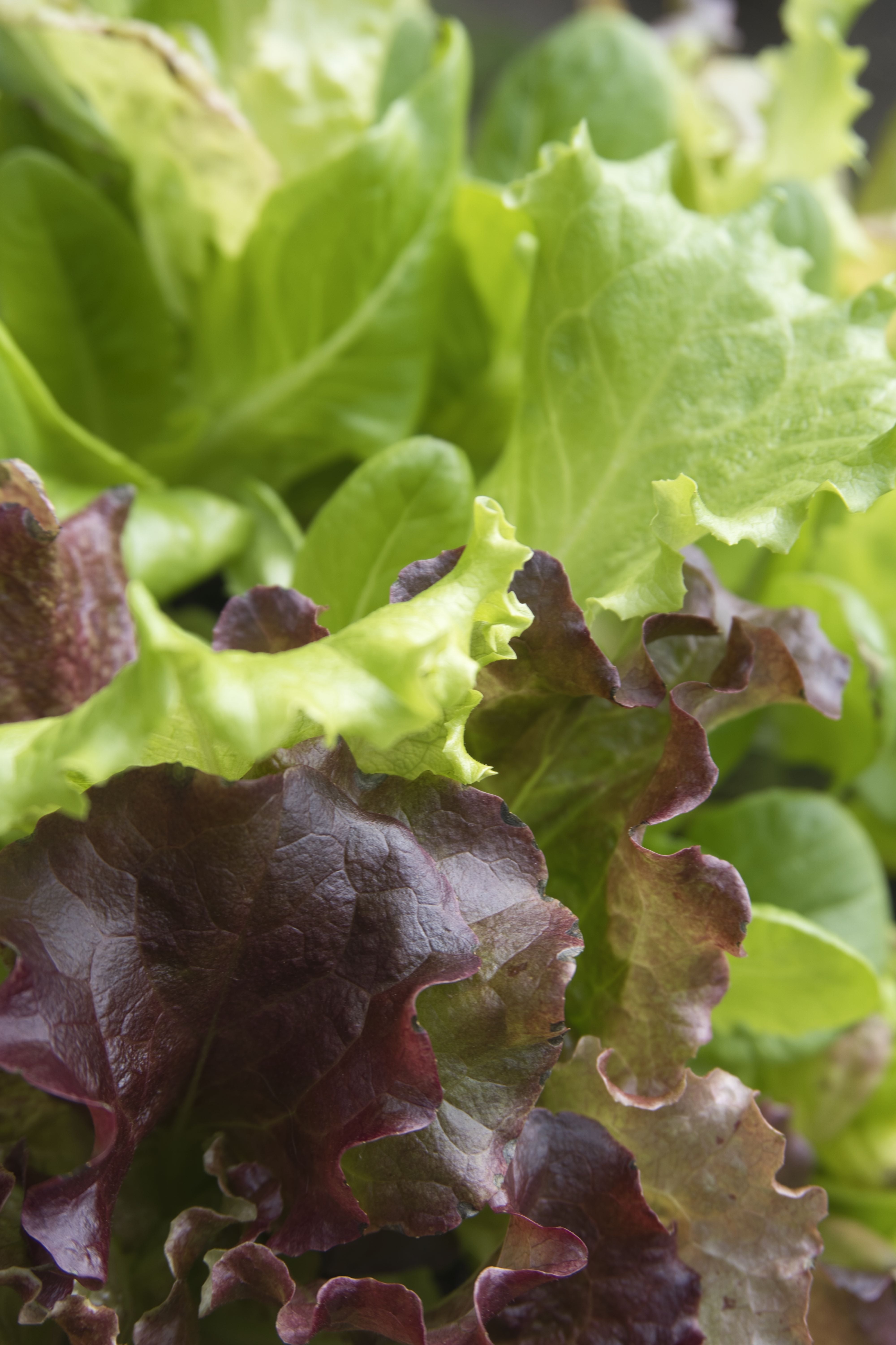 Image of salad greens