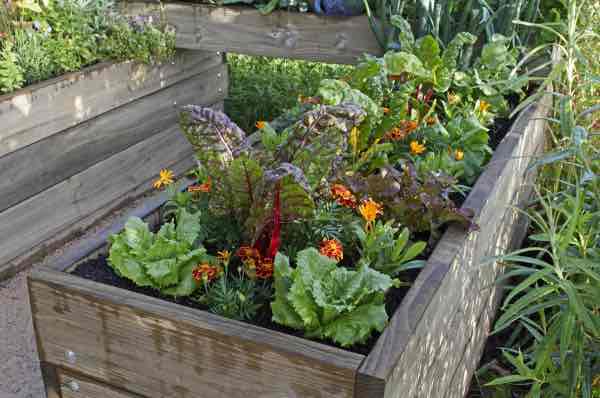 Picture of a fall garden full of vegtables