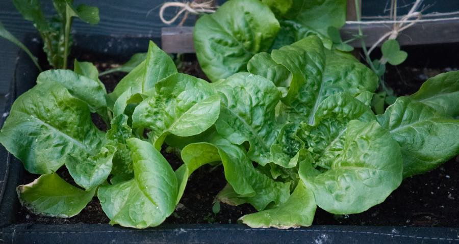 Heads of lettuce planted in my garden Heads of lettuce planted in my garden