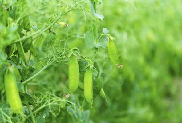 pea pods on a vine pea pods on a vine