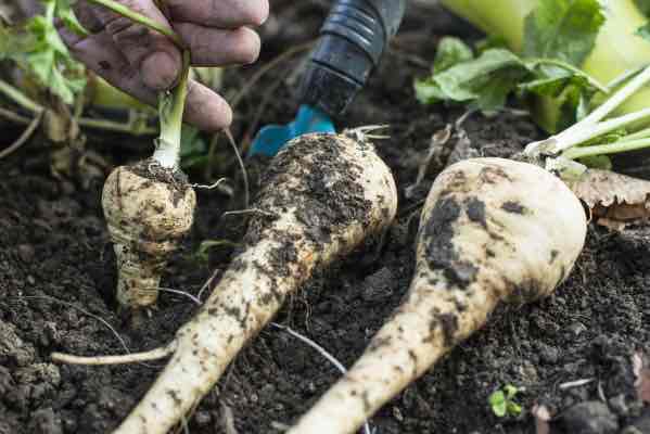 Parsnips fresh out of the ground Parsnips fresh out of the ground
