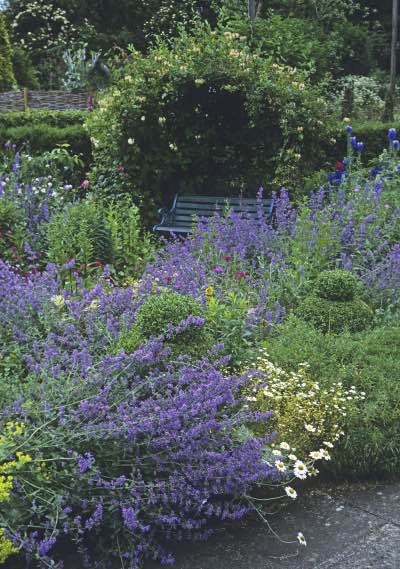 Image of nepeta catmint Image of nepeta catmint