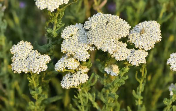 Image of yarrow Image of yarrow
