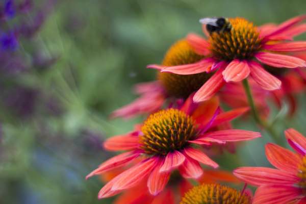 Image of a coneflower Image of a coneflower