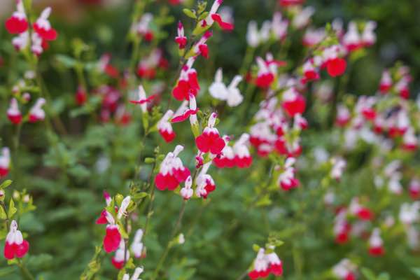 Image of hot lips salvia Image of hot lips salvia