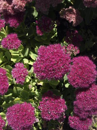 Image of Stone Crop Sedum Image of Stone Crop Sedum
