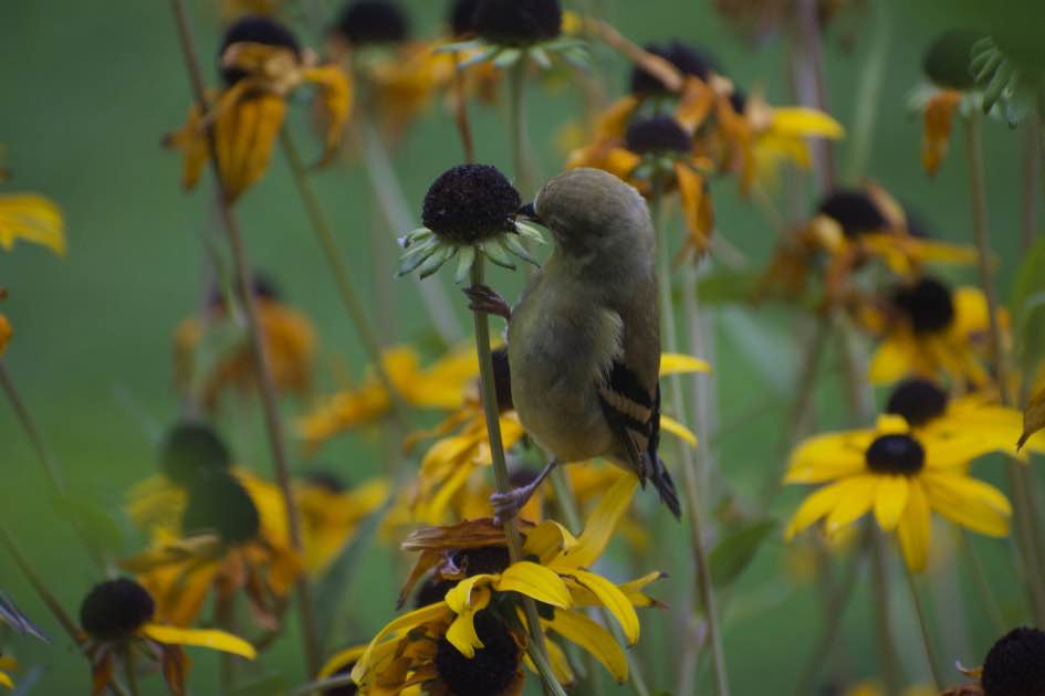 Sparrow eating coneflower seeds