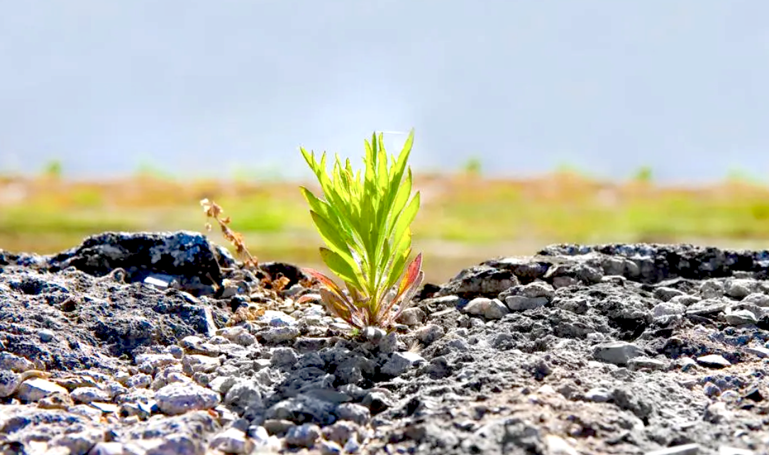 Grass growing through stone Grass growing through stone
