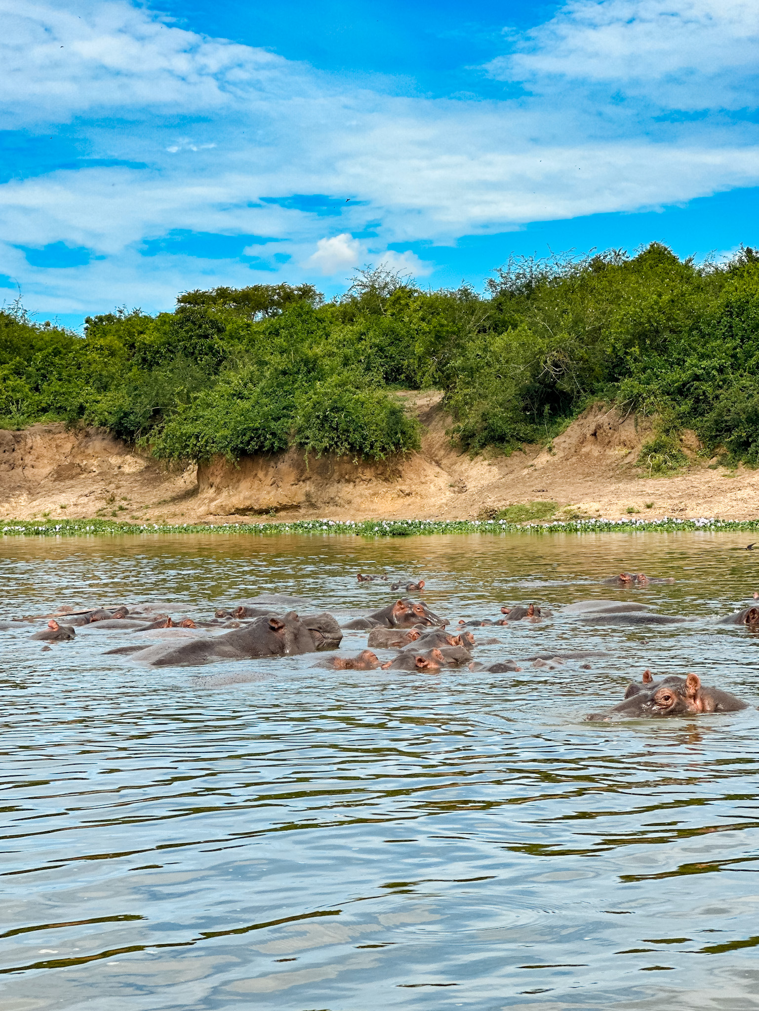 seeing hippos on the kazinga channel boat cruise in uganda