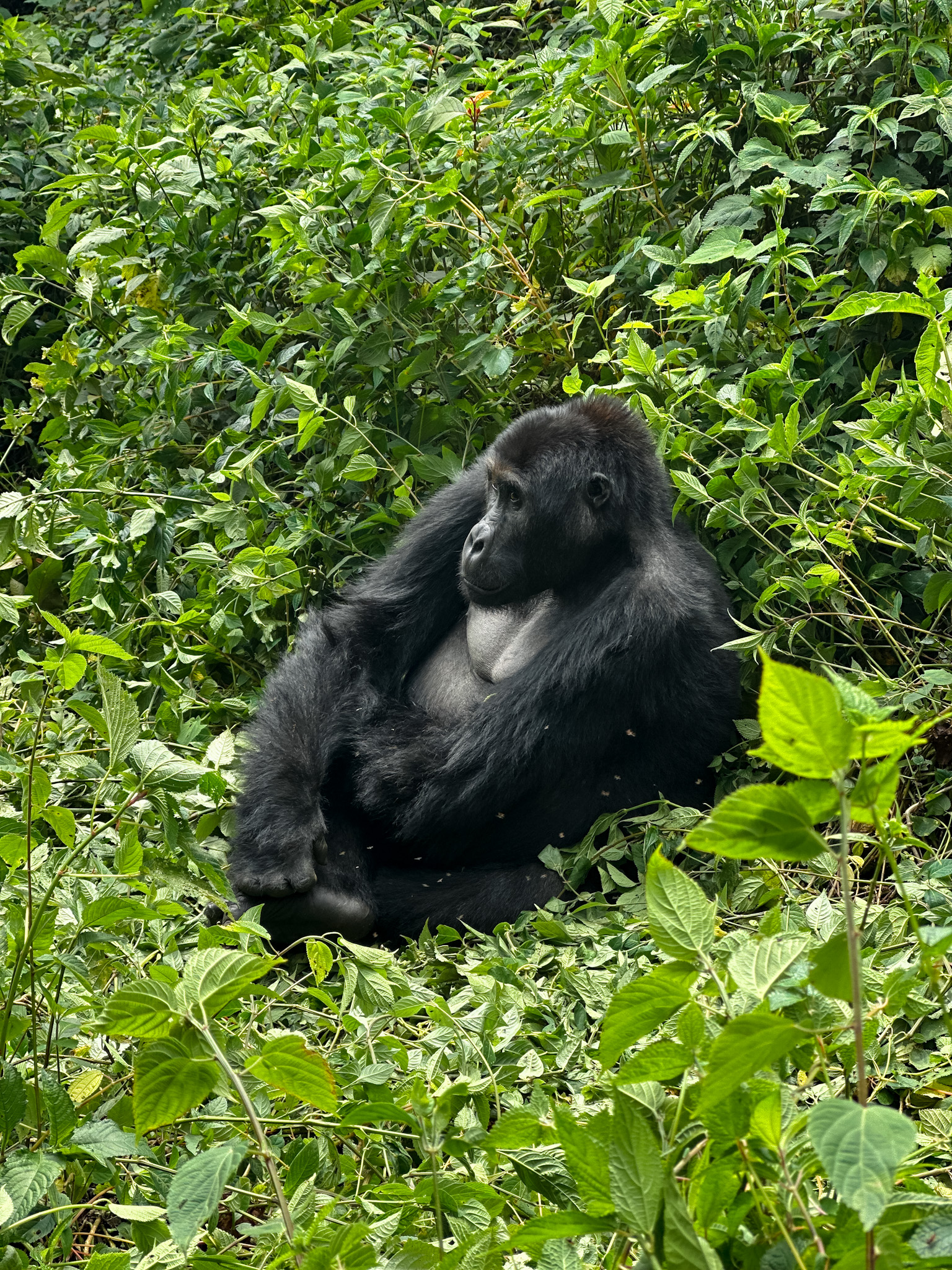 gorilla trekking in the dr congo in africa