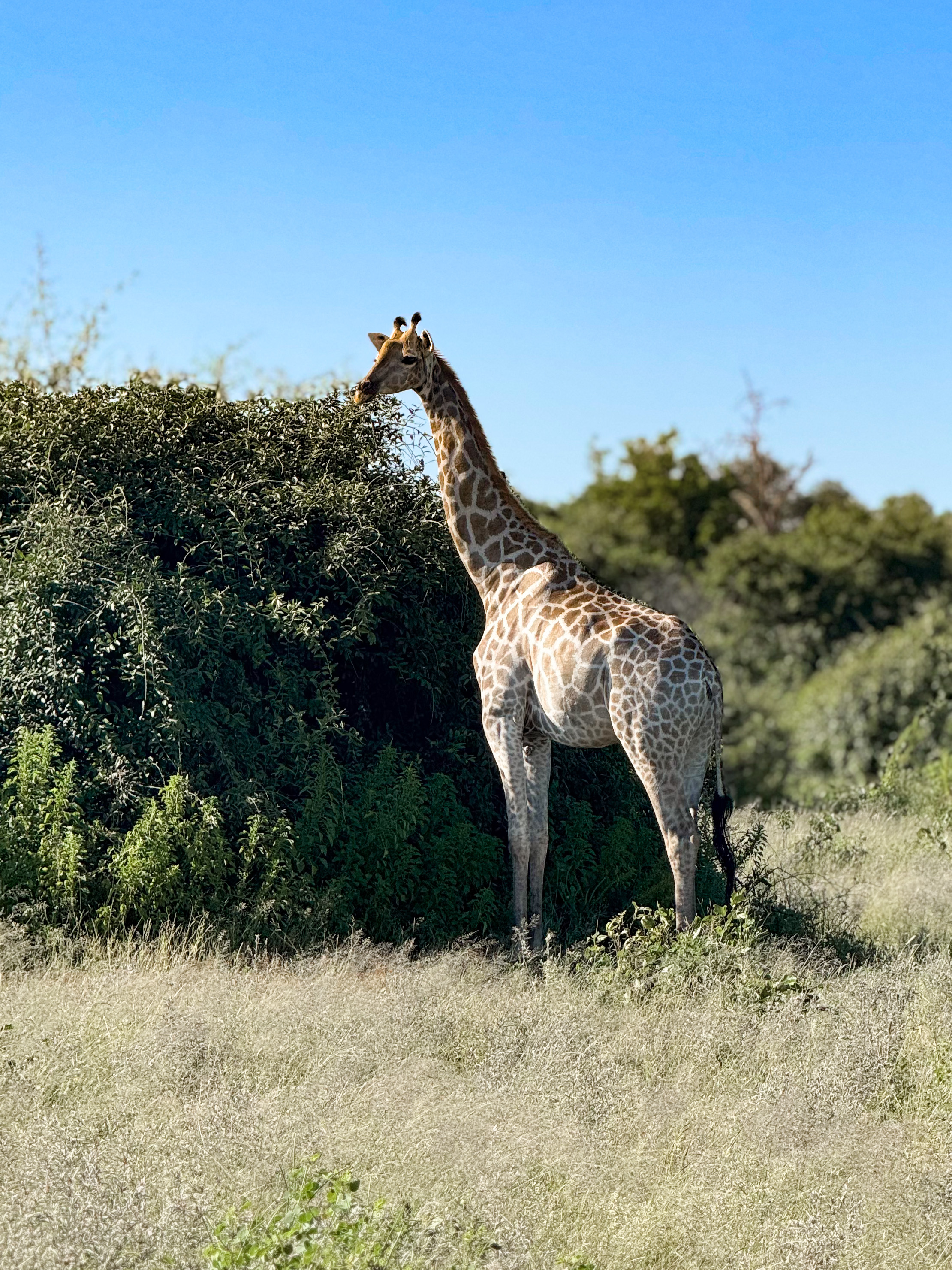 chobe mopani forest lodge in botswana 