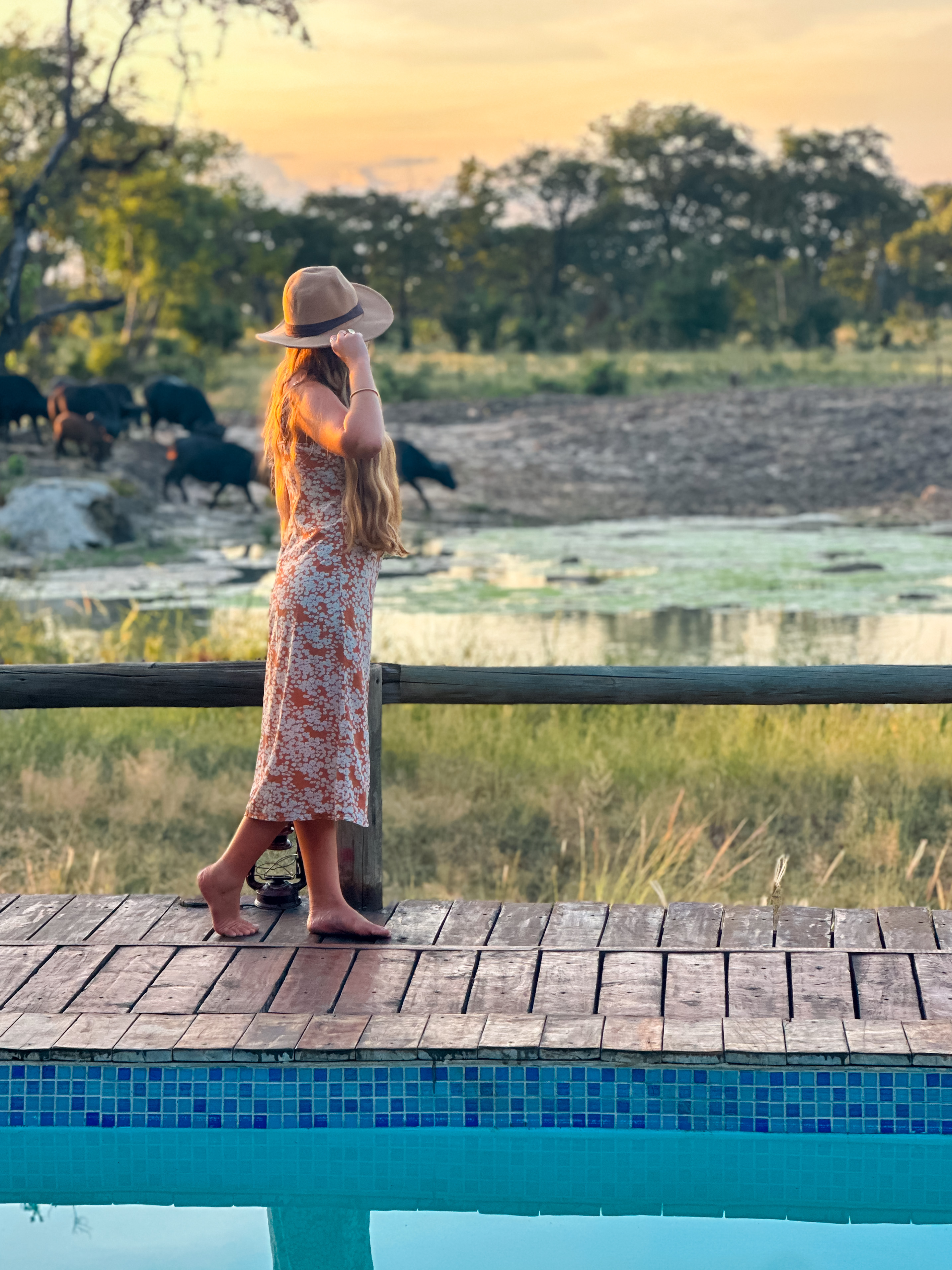 chobe mopani forest lodge in botswana 