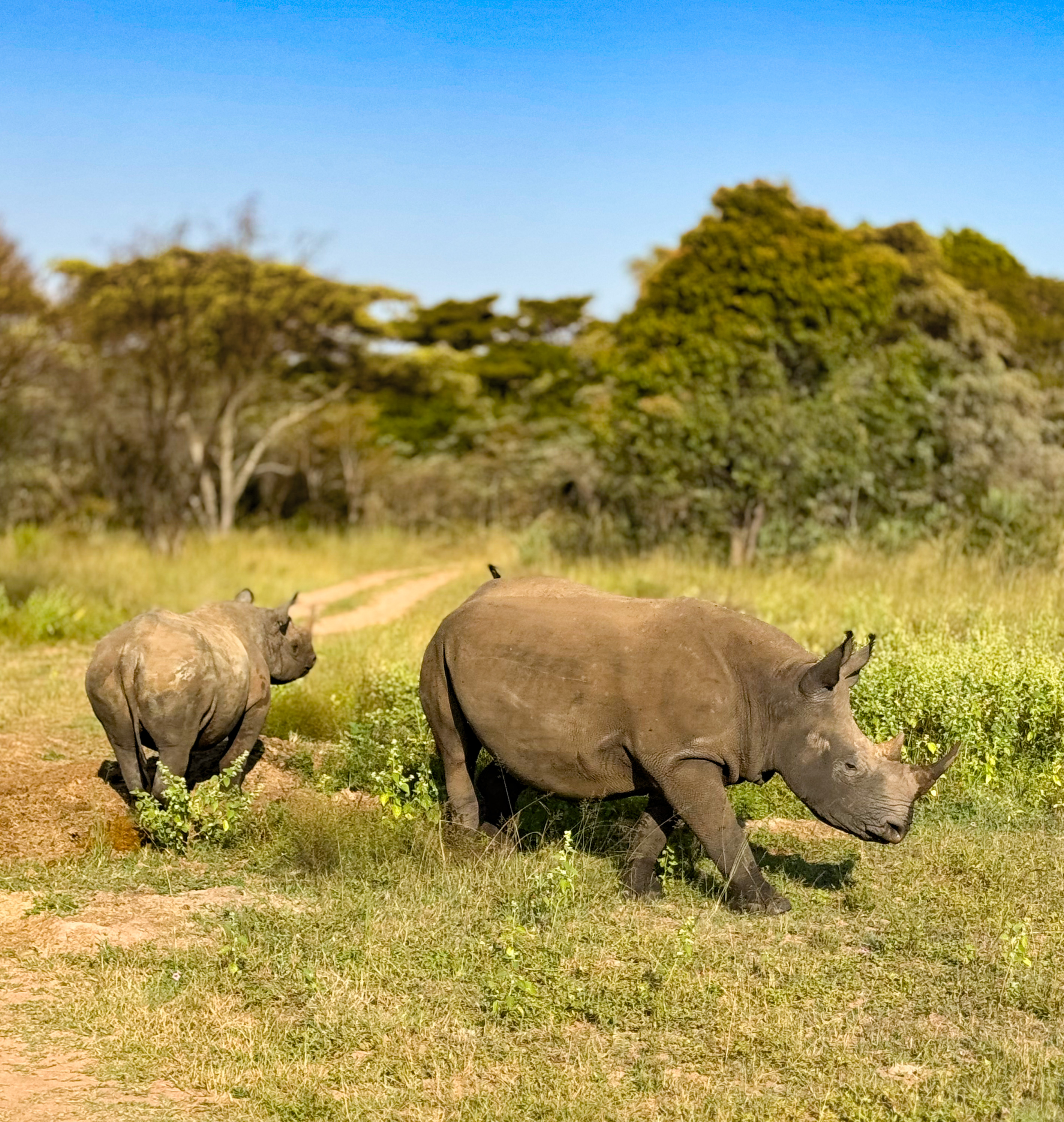 Where to find rhinos in south africa on a safari